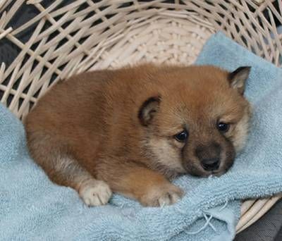 Shiba Inu puppies TEXT, (***) ***-***0