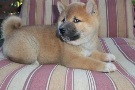 Adorable Shiba Inu puppies