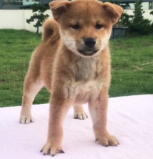 Home Raised Shiba Inu Puppies
