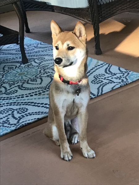 Pure Bred Shiba Inu for sale
