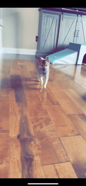 10 Week-Old Shiba-Inu