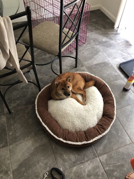 Rehoming my shiba inú