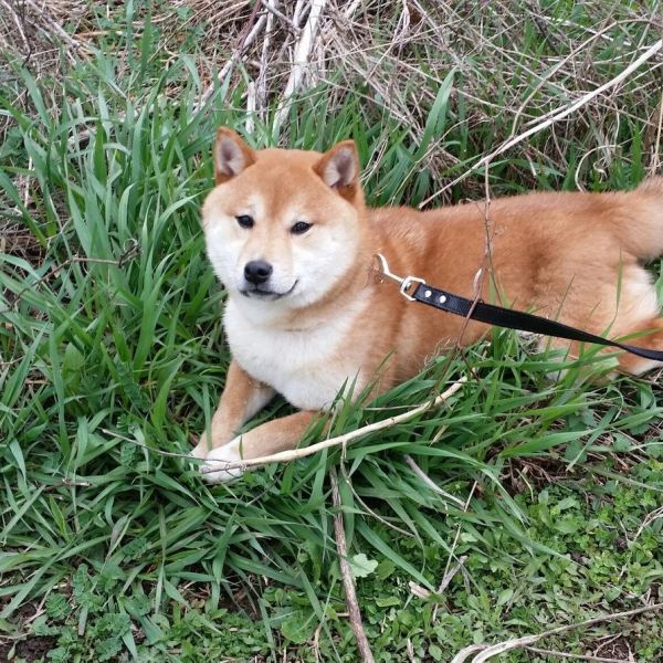 *SHIBA INU PUPPIES*