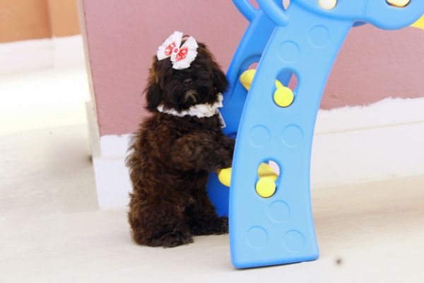 ADORABLE HEALTHY PUPS