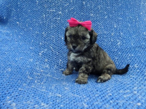 Adorable ShihPoo Puppies