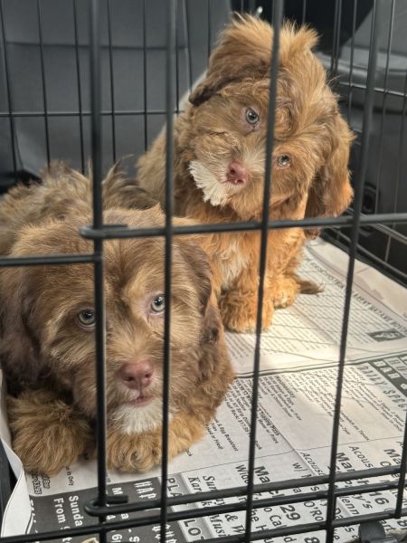 12 weeks Shih-Poo puppies looking for a home