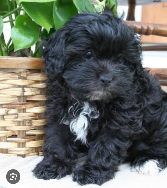 Shihtzu x Poodle (Shoodle) F2B for sale