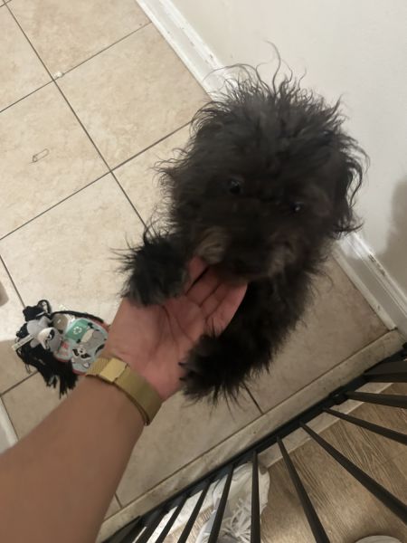 Shih poo for sale named Alexa