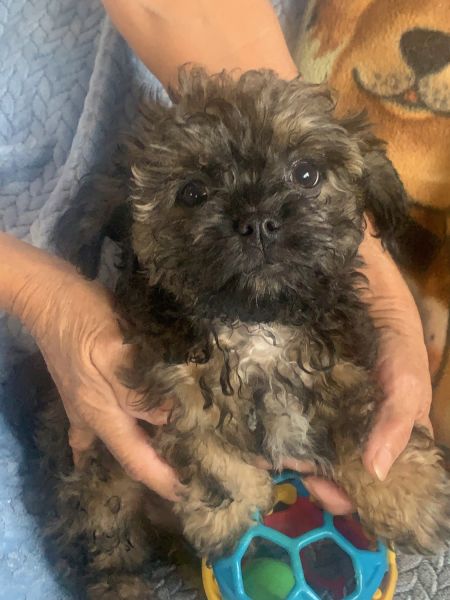 Goregous Male ShihPoo