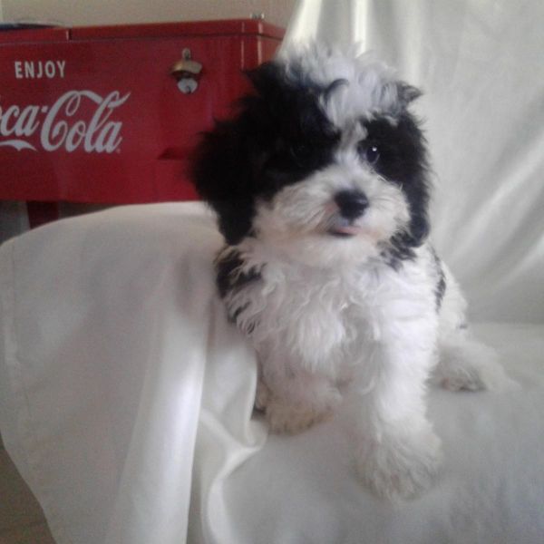 Shih poo puppy