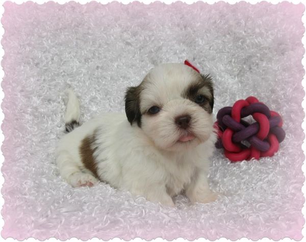 courageous Shih Tzu Puppies