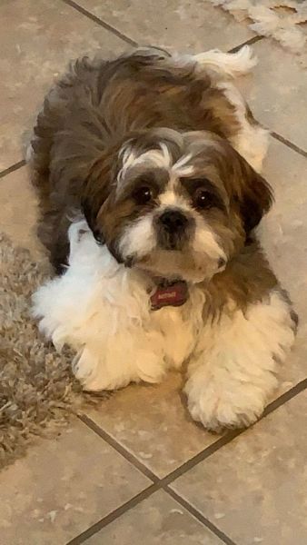 Selling Shih Tzu