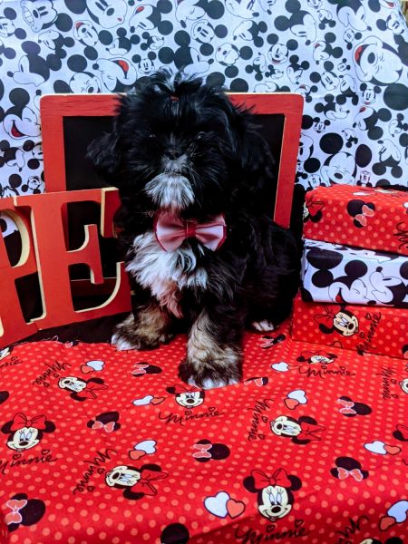 Shihtzu Puppy