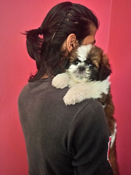 Shih Tzu Male Puppy of 2 months old