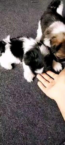 Shihutzu sale male or female puppy