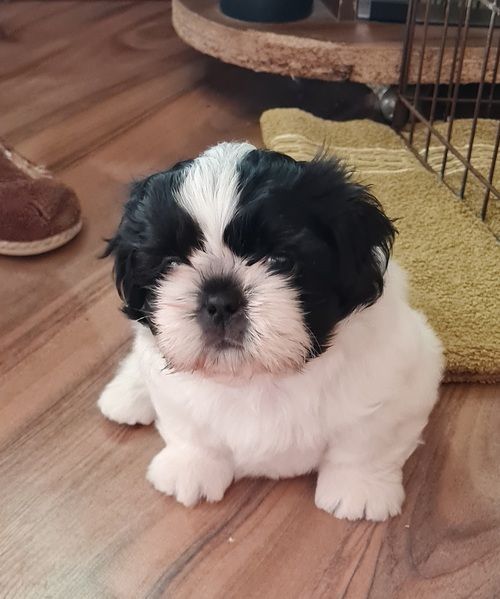 Shih Tzu/Cross puppies(Akc Reg)