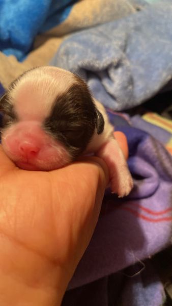 Shihtzu and Golden Retriever