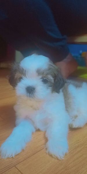 Shih tzu puppy
