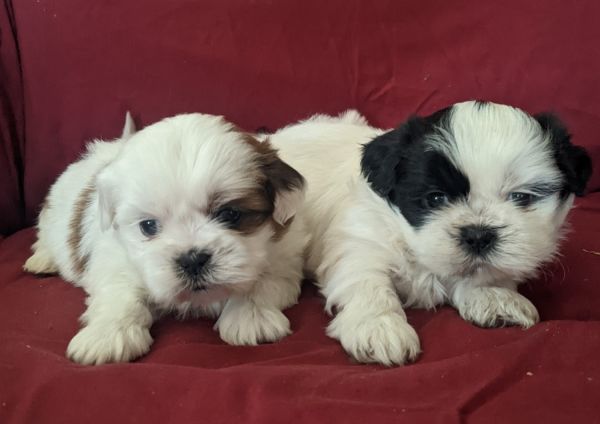 Shih Tzu Puppies