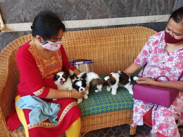 Shih Tzu male Tricolor both male and female with KCI Papers and vaccin