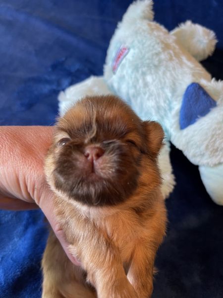 Gorgeous AKC Shih Tzu Male Puppies