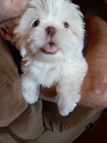 CKC SHIHTZU Male