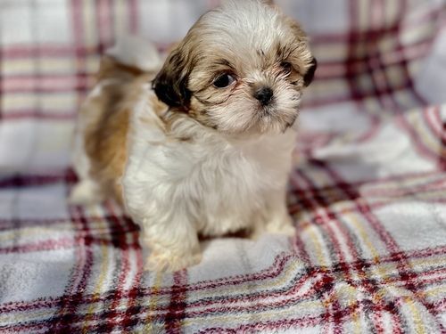 Adorable Shih Tzu Puppies