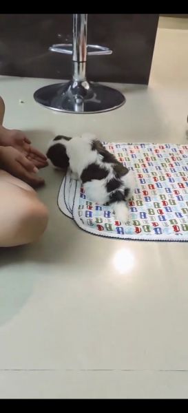 50 days old shitzu puppy