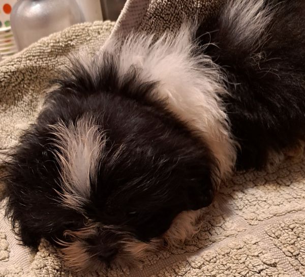 Shih Tzu puppies born 6-4-22