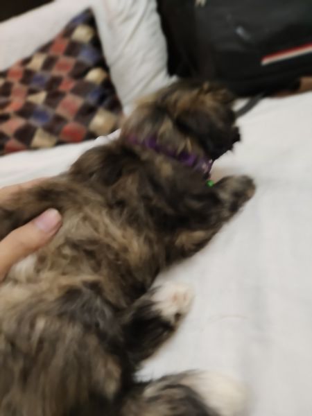 shihtzu dog 35 days puppy olay 28k real price 30k contact:***