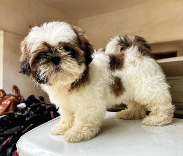 Shih tzu for sale in kerala pathanamthitta