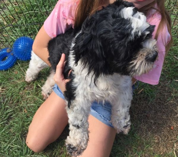 Shihtzu Female Wiggler