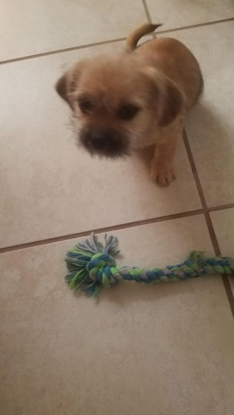 Shih tzu and Chihuahua mix