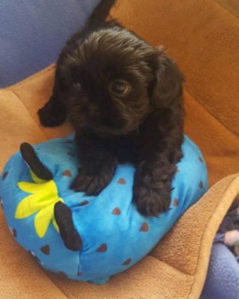 AKC Shih Tzu