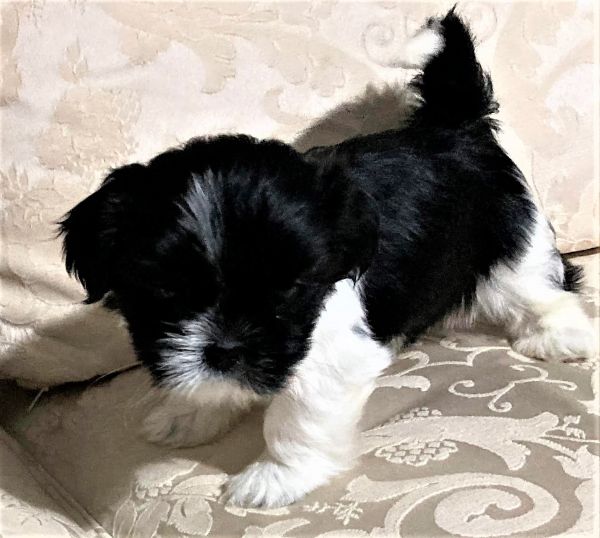 male Shih Tzu