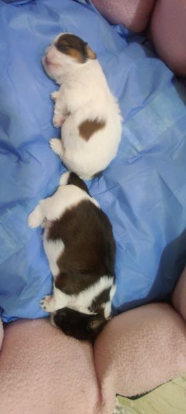 Shitzu puppies pure breed