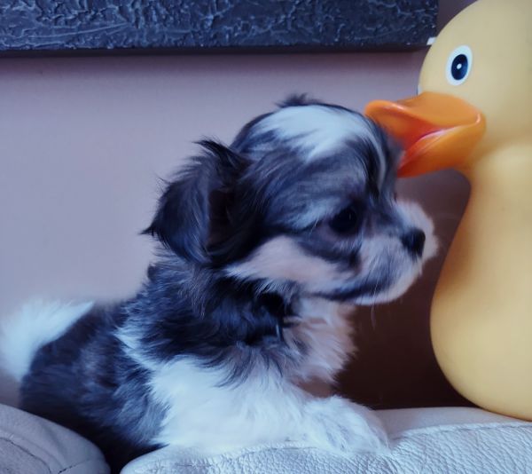 MiKi Puppies For Sale