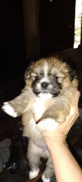 Shih Tzu Puppies