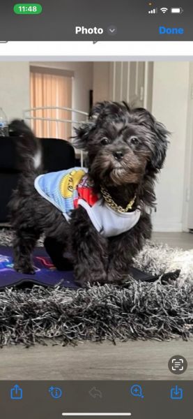 2 beautiful Shih puppies