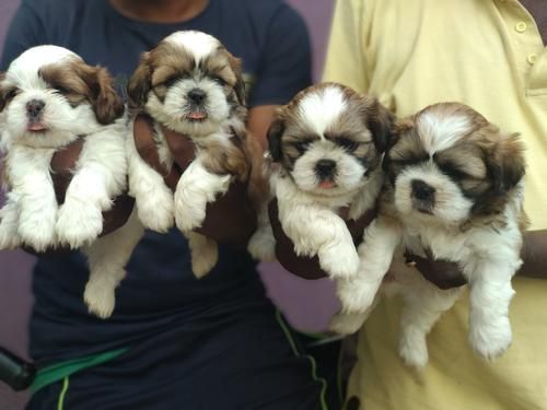 Super cute puppys at best quality