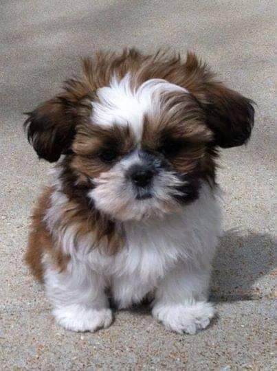 Sweet shih tzu puppies