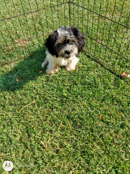 Shih tzu mix puppies