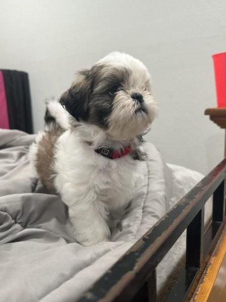 Shihtzu Puppies