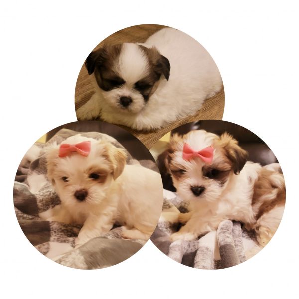 Shih Tzu puppies for sale