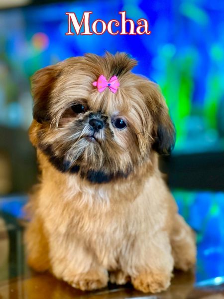 Beautiful tiny AKC Shih Tzu