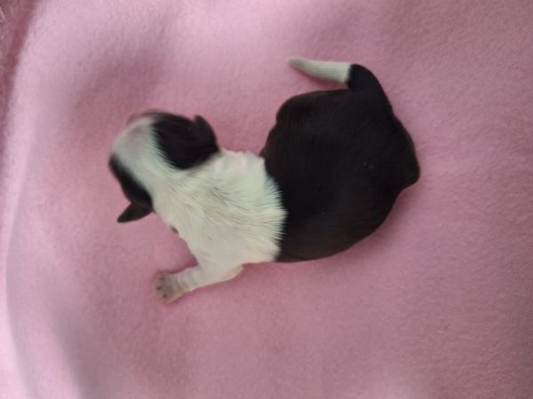 Female Shih Tzu