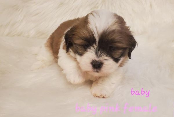 Shih tzu puppies