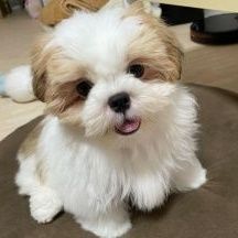 Shih Tzu puppies