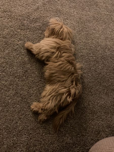 Shih Tzu ready for a loving family!!