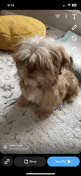 Shih tzu samll puppie